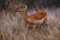 Femelle d'impala.Il s'agit vraiment de l'antilope que l'on observe avec le plus de facilité dans le parc Kruger.Il y en a des milliers. mammiferes antilope afrique impala 