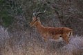 Nous sommes en présence d'un très beau male d'impala photographié avant qu'il ne rentre dans le bush.On le rencontre depuis le Kenya etle Rwanda au nord jusque dans le nord est de l'Afrique du sud. mammiferes antilope afrique impala 