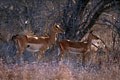 Il s'agit d'une femelle impala avec son jeune. mammiferes antilope afrique impala 