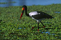 Il s'agit sans aucun doute d'un des plus beaux oiseaux d'Afrique.L'oeil est jaune chez la femelle ,alors qu'il est noir chez le mâle.Une tache de couleur rouge est parfois visible sur la poitrine.Il s'agit de peau nue.Pendant la parade nuptiale,le mâle court ailes déployées devant la femelle. photo jabiru 