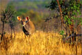Cette photo a été faite dans les mêmes conditions que la précédente. mammiferes antilope afrique koudou 