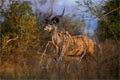 Trés beau spécimen mâle de l'espéce.En dehors de la saison du rut(novembre-décembre)des bandes de mâles célibataires peuvent cohabiter avec quelques mâles adultes. mammiferes antilope afrique koudou 