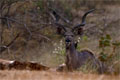 La région de Lower Sabie nous a permis de nombreuses observations de cette éspéce.Il s'agit d'une trés grande antilope avec un corps mince.La tête est petite et les oreilles,trés grandes sont de formes cupuliformes. mammiferes antilope afrique koudou 
