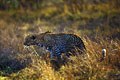 Il s'agit du début de l' action de chasse de ce magnifique fauve. mammiferes afrique leopard 