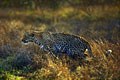 Il s'agit de la suite de la scéne de chasse de la photo précédente. mammiferes afrique leopard 