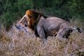Ce lion fut surpris dans une insolite attitude toujours prés de Satara.Il s'agissait d'un trés grand mâle dans la pleine force de l'âge que j'ai pu observer pendant une bonne heure tout prés de la sortie du camp de Satara. mammiferes afrique lion 