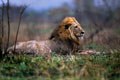 Magnifique lion a la sortie du camp de Satara .5 h 45 le matin. mammiferes afrique lion 