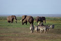  masai mara 