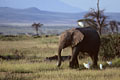  masai mara 