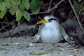 le paille en queue à bec jaune est observable dans l' archipel sur Bird island et surtout sur l'ile de Cousin.
Malheusement ,les conditions de visite de ce site sont déplorables et il y est impossible d'y faire un travail interressant.  