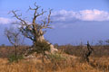 de nombreux arbres morts jonchent à certains endroits la savane et servent à la creation de termitières  