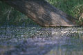 ici ce sont les arbres qui se mirent dans l'eau  