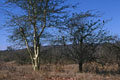 curieux mélange de couleur dans la savane  