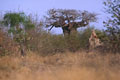 dans la partie haute du parc de nombreux baobab sont visibles  