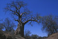 superbe spécimen de baobab surplombant la piste  