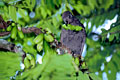 Cet oiseau est en voie de disparition. Il n'en resterait que 70 individus dans le monde. Ils sont tous concentrés sur l'île de Praslin, et principalement à proximité de la vallée de mai. Celui ci a été photographié dans le village même, à coté du dispensaire, dans un jardin privé ou il se nourrissait d'un fruit exotique qu'il apprécie particulièrement.  