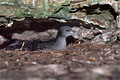 Les conditions de visite de Cousin rendent quasi miraculeuse l' obtention d' un cliché de cet oiseau.  