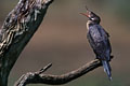 Trés répandu dans toute l'Afrique subsaharienne et Madagascar.Il se caractérise par un oeil rouge brillant.Le cormoran africain vit sur les lacs intérieurs d'eau douce,les fleuves,riviéres et étangs.On le rencontre égalementdans les mangroves et les estuaires. photo cormoran africain 