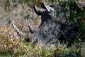 Quel trés grand moment d'émotion que ces deux heures passées avec cet animal qui est venu se coucher à 10 metres de mon véhicule. mammiferes afrique rhinoceros 