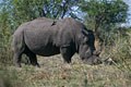 Véritable tondeuse à gazon , le rhinocéros blanc se nourrit exclusivement au ras du sol; contrairement au noir qui mange le feuillage à hauteur de tête. mammiferes afrique rhinoceros 