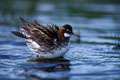 Ile de Fetlar.Sur cette lande battue par le vent,le loch of Funzy.L'un des meilleurs sites pour voir et photographier le phalarope à bec étroit. photo oiseaux phalarope 