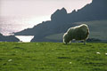 Les moutons shetlandais font partie du paysage. paysage shetland 