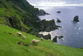 Comme partout aus shetlands, vous y verrez des moutons dont la laine est di prisée. Shetlands Ile 