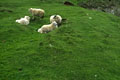 Quand le vent souffle, et Dieu sait qu' il peut être violent, les moutons s' abritent dans les dépressions du terrain. Shetlands Ile 