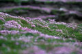 Champ de fleurs sur la presqu' ile de Noness. Shetlands Ile 