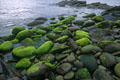 Sur Noness, des galets polis par les vagues et couverts d' herbes aquatiques. Shetlands Ile 