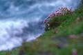 Sur la presqu' île de Noness ces fleurs s' accrochent dans les pentes herbeuses. Shetlands Ile 