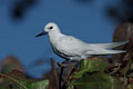 La sterne fée ou gigi reste pour nous le meilleur souvenir des Seychelles.Nous l'avons trés bien observée et photographiée sur Bird island qui est un paradis pour les ornithologues et les photographes.  