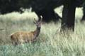 Exceptionnel daguet photographié en 2001 ( il porte huit cors ) cerf 