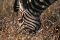 Zèbre broutant. mammiferes afrique zebre 