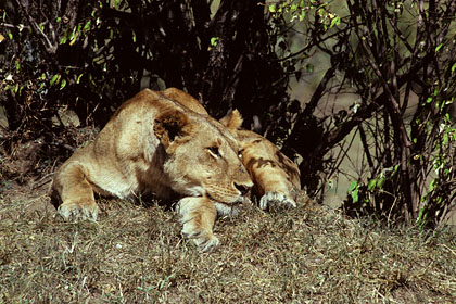 Lionne Masaî Mara