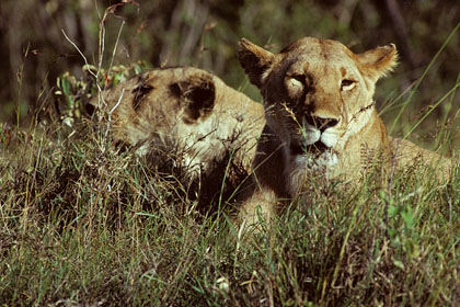 lionnes Masaî mara