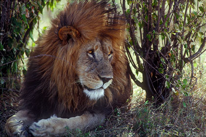 Lion Masaî Mara