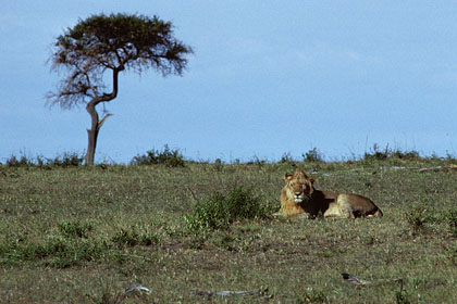 Lion Masaî Mara