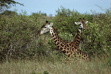 girafe Masaî Mara