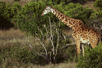girafe Masaî Mara