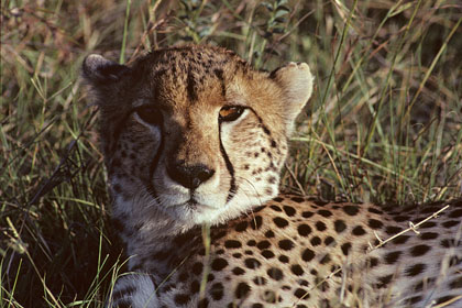 Guépard Masaî Mara