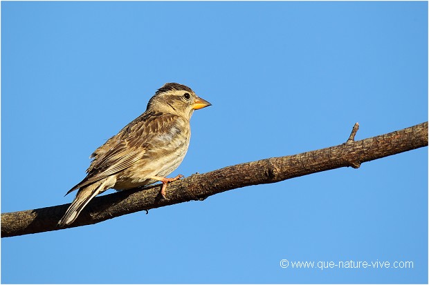 Moineau soulcie 01