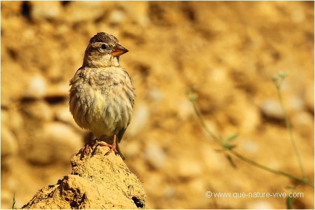 Moineau soulcie 05