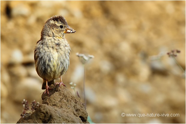 Moineau soulcie 14