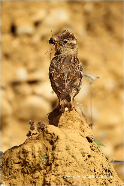 Moineau soulcie 16