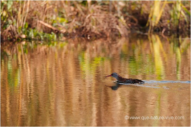 RALE D'EAU 07