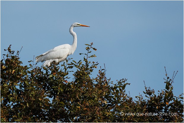 GRANDE AIGRETTE 05