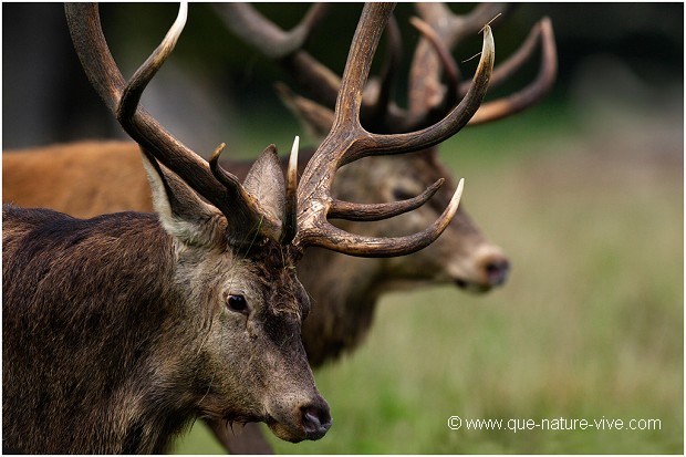 COMBAT de CERFS 2006-01