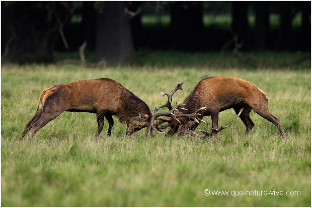 COMBAT de CERFS 2006-02