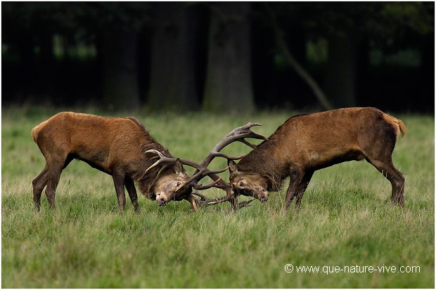 COMBAT de CERFS 2006-04